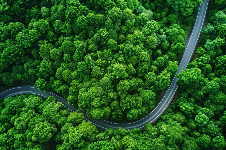 Aerial view of a winding road through a dense green forest